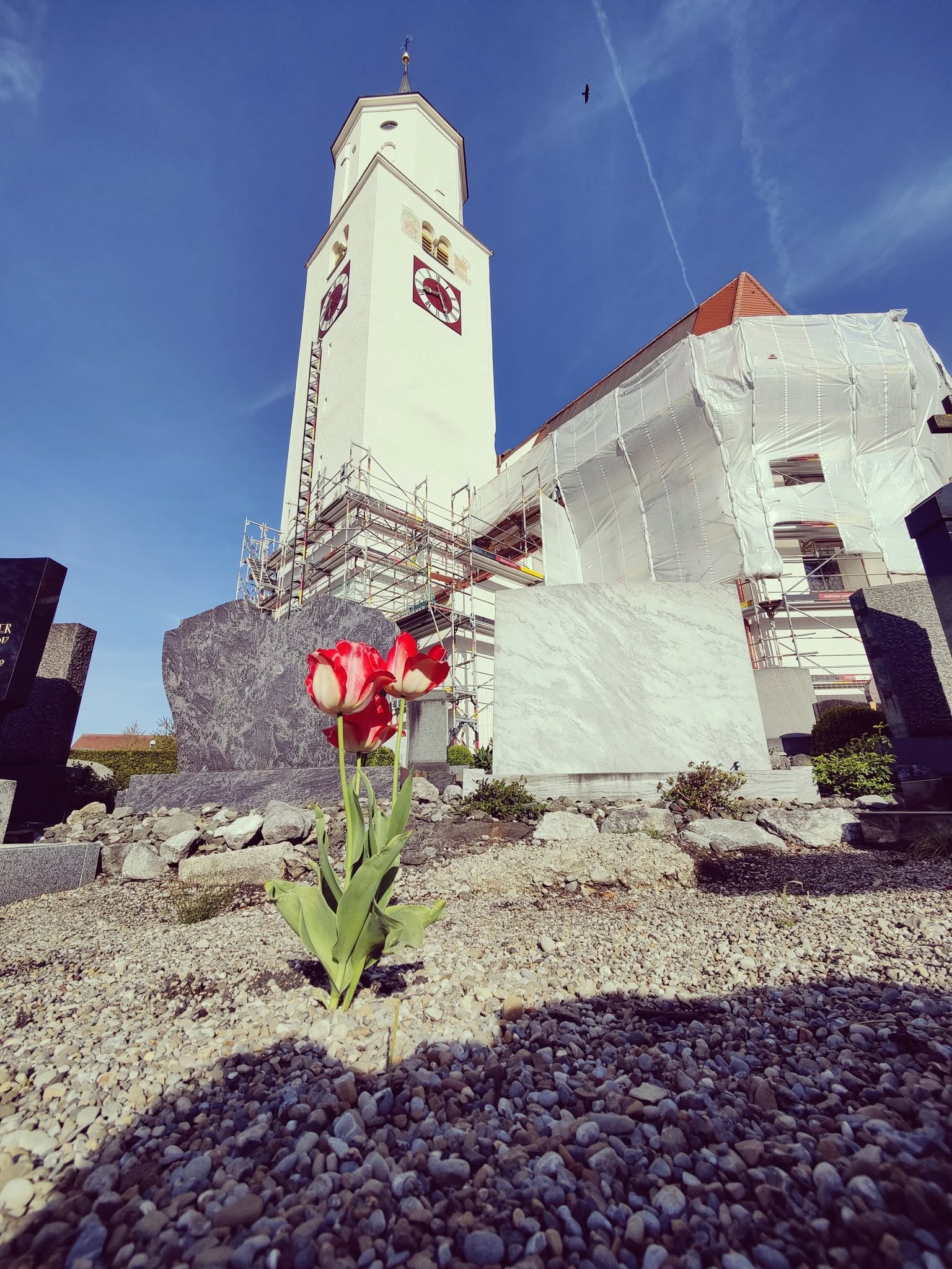 Rose vor Grabmal und Kirche